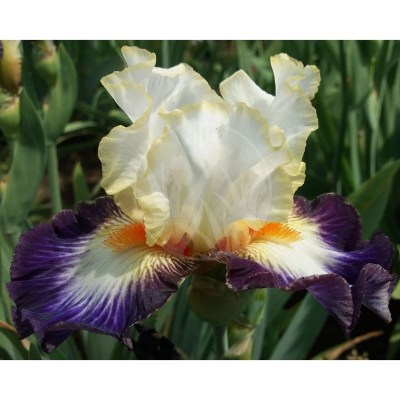 Boulevard Jazz 20180518_131929 vyrez